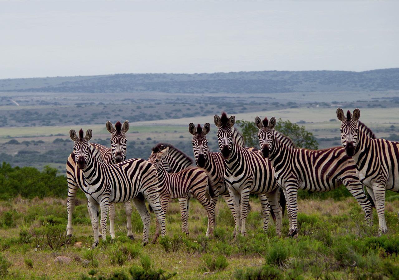 Ikwanitsha Lodge Paterson Bagian luar foto